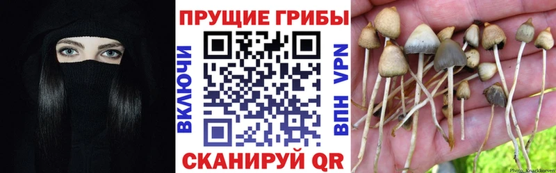 Галлюциногенные грибы Cubensis Свирск